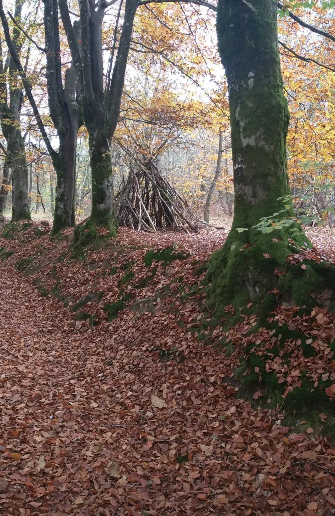 Enforestons nous ! / Lucie Robin
