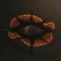 Monstera / Mariam Silagadze